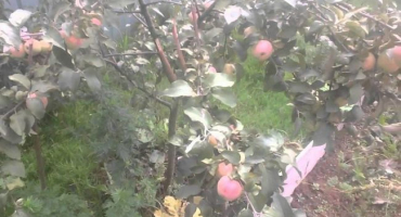 Popis a charakteristika jabloně odrůdy kandil orlovský, výsadba a péče